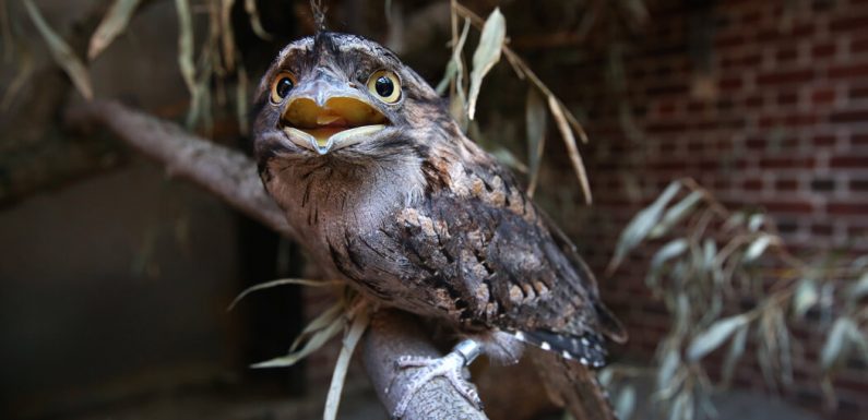 Meet the Frogmouth, Instagram’s Most Photogenic Bird