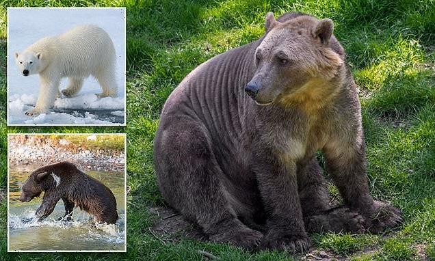 Meet the 'pizzly bear': A hybrid between a polar bear and grizzly