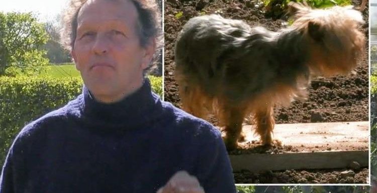 Monty Don Gardeners’ World demo derailed by pet terrier Patti: ‘Gonna have to move’