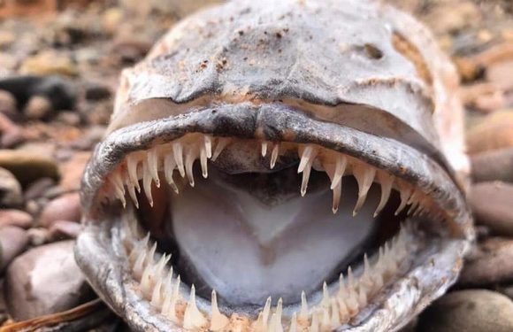 Mysterious sea creature with razor-sharp teeth and big tongue baffles beachgoers