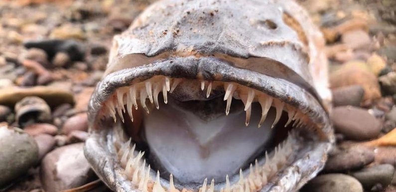 Mysterious sea creature with razor-sharp teeth and big tongue baffles beachgoers