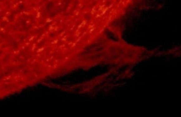 NASA satellites capture ‘tornado’ of plasma on the Sun – watch