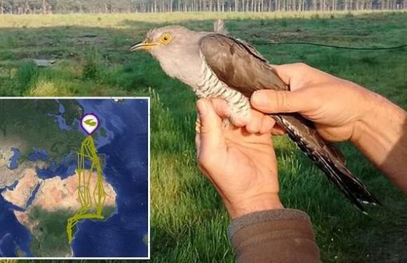 PJ the cuckoo returns home to Suffolk after a 50,000-mile-journey