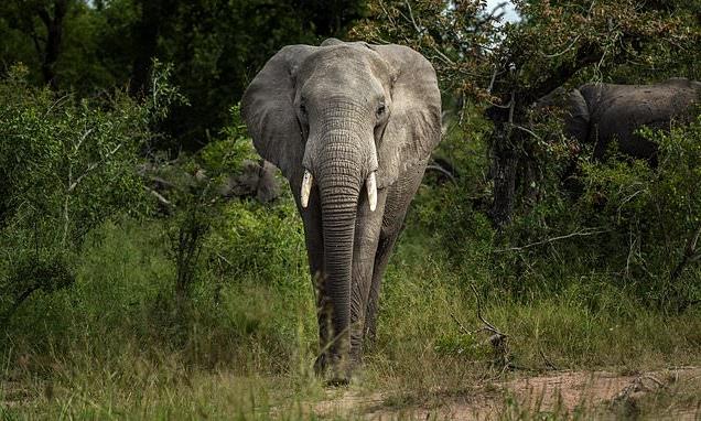 'Poacher' trampled to death by elephants in Kruger National Park