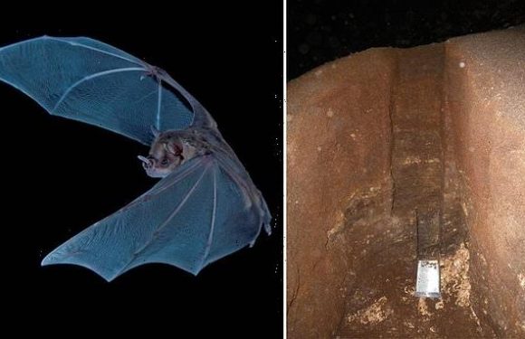 Scientists dig into 4,300-year-old mound of bat poop