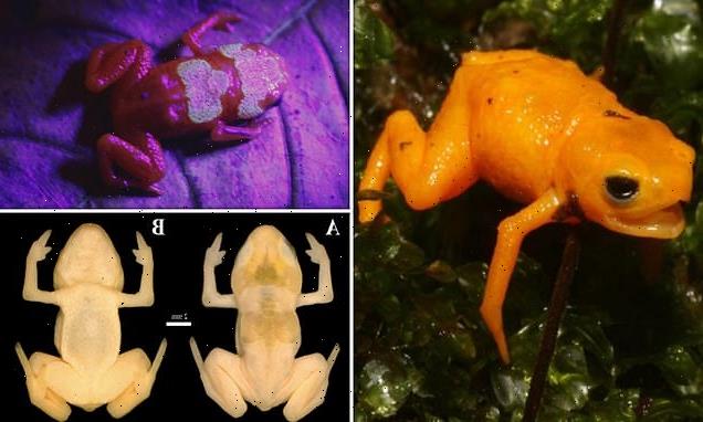 Small but deadly! Experts discover tiny new species of pumpkin toadlet
