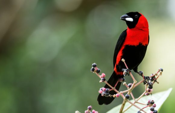 Some Male Birds Fly Under False Colors to Attract Mates, Study Suggests