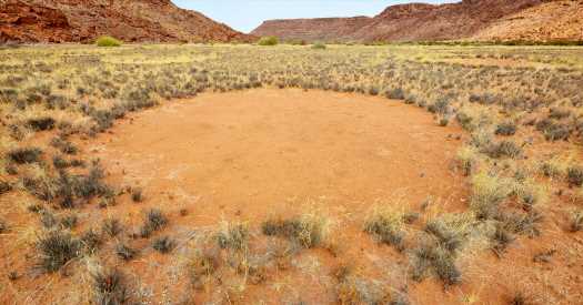 The Fairy Circles Mystery Gets a New Suspect