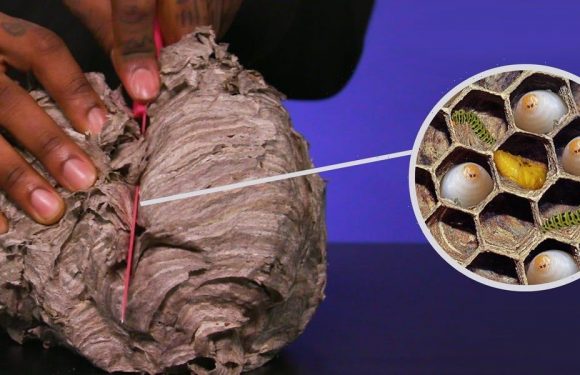 What's inside a wasp's nest?
