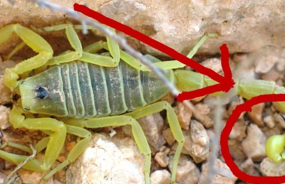 Why scorpion venom is the most expensive liquid in the world