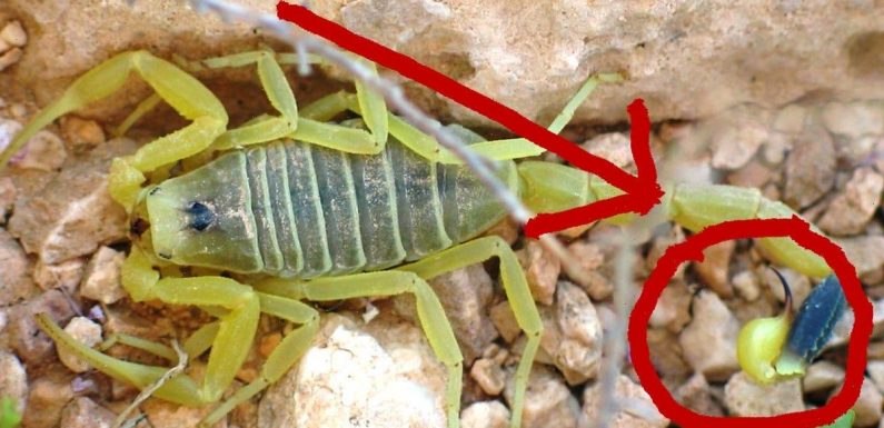Why scorpion venom is the most expensive liquid in the world