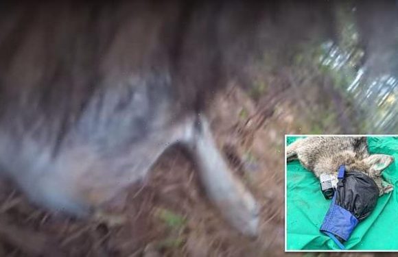 Wolf attached with a camera collar provides a window to its world