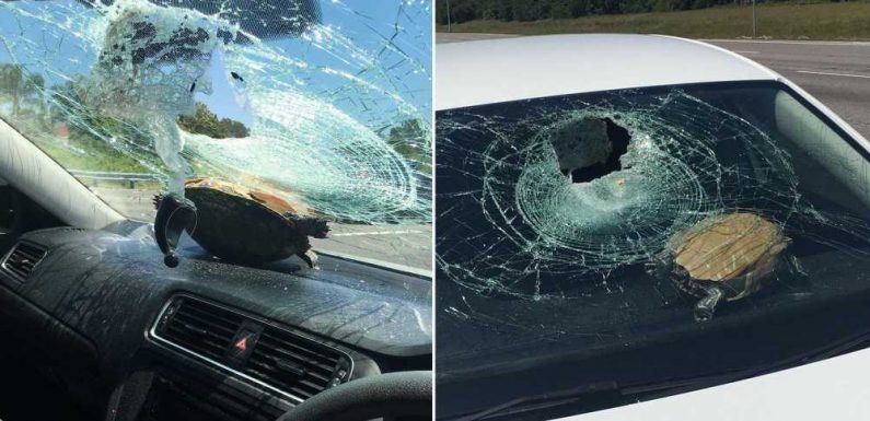 Woman gashed in the head after turtle crashes through windshield