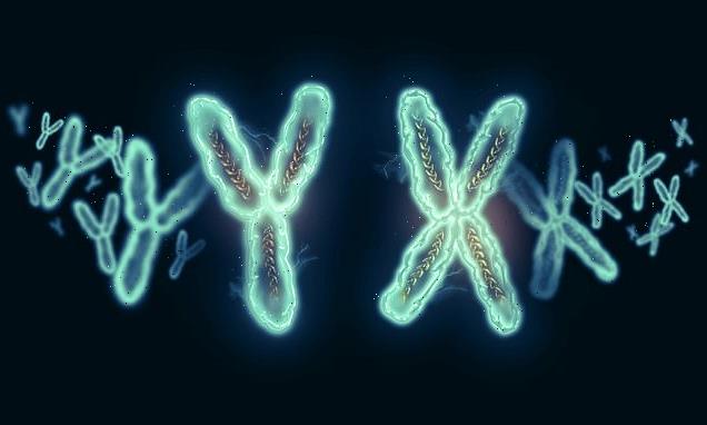 Women may live longer due to toxic effects from the Y chromosome