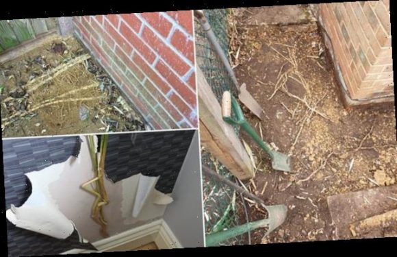 Expert calls for BAMBOO plants to be sold with a warning