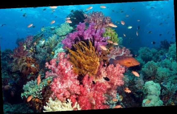 Mass exodus of ocean species from the tropics caused by climate change