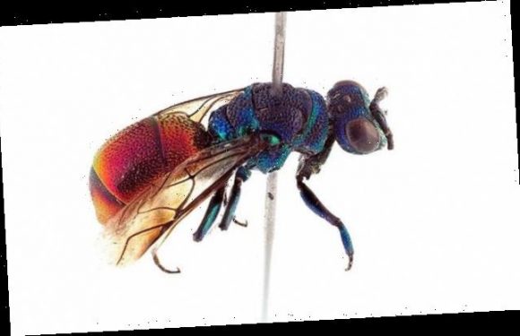 Rare 'cuckoo wasp' species lays its eggs in other bees' hives