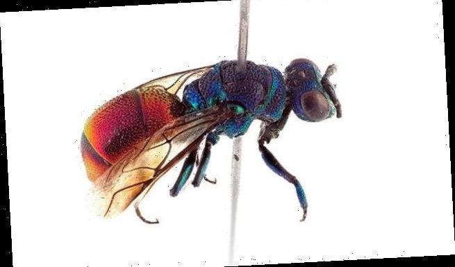 Rare 'cuckoo wasp' species lays its eggs in other bees' hives