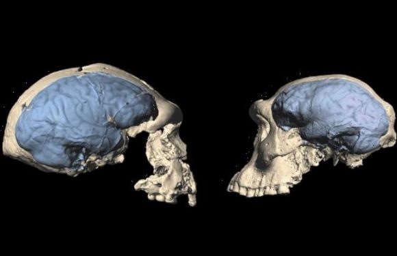 Modern human brain evolved 'as far back as 1.7 million years ago'