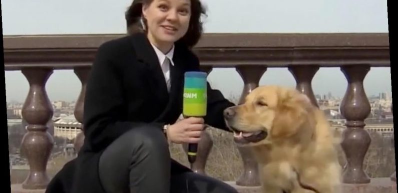 Moment dog grabs journalist's microphone during TV weather report and runs off