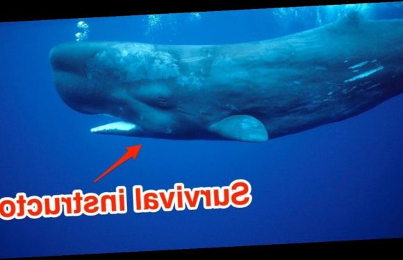 Whales can learn about danger and can warn each other, according to a study of how they dodged whaling ships in the 19th century