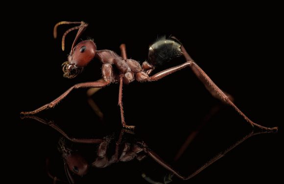 Let Us Now Praise Tiny Ants