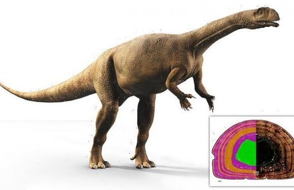 200 million-year-old South African dinosaur grew variably like a tree