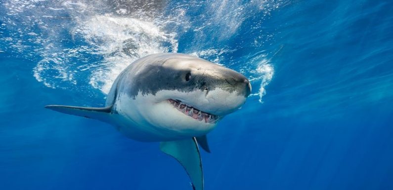 9 Killed In 60 Shark Attacks Worldwide In 2020 In Deadliest Frenzy For Years 