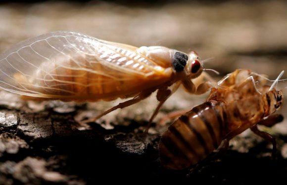 Americans ‘terrified’ as trillions of enormous cicadas burrow out of the ground
