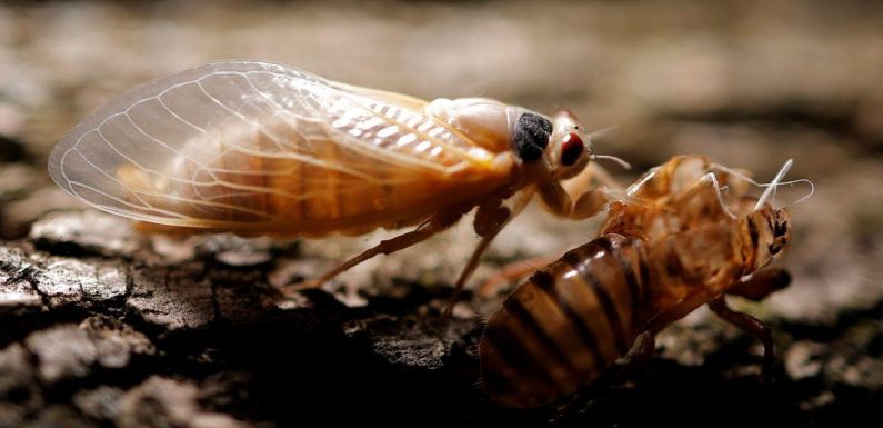 Americans ‘terrified’ as trillions of enormous cicadas burrow out of the ground