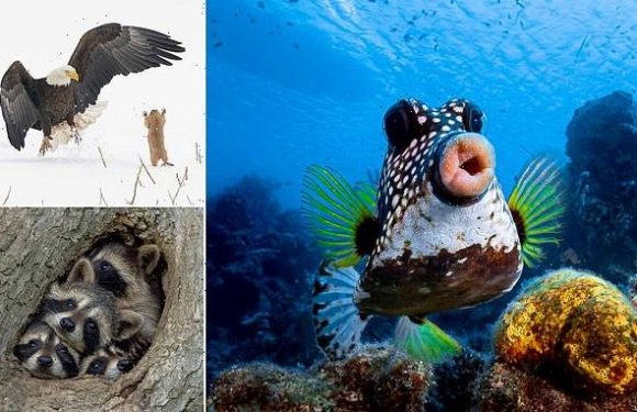 Best entries so far in the Comedy Wildlife Awards revealed