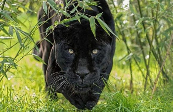 Big cat ‘spotted’ in Wales ‘at least four foot tall’ and covered ’50 metres in five second