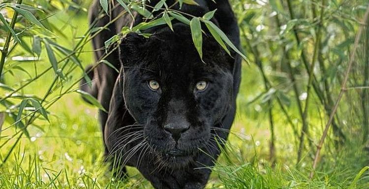 Big cat ‘spotted’ in Wales ‘at least four foot tall’ and covered ’50 metres in five second