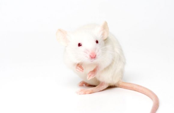 Breathing Through the Rectum Saves Oxygen-Starved Mice and Pigs