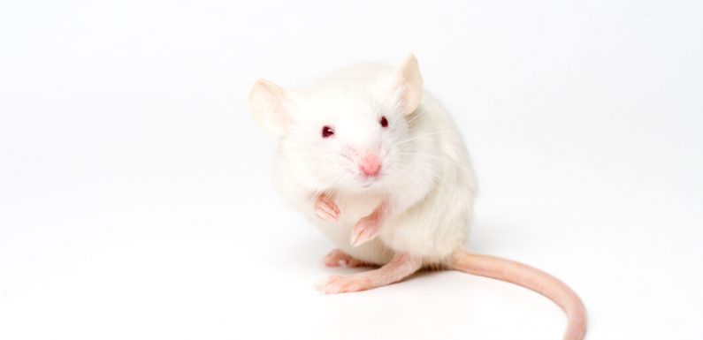 Breathing Through the Rectum Saves Oxygen-Starved Mice and Pigs