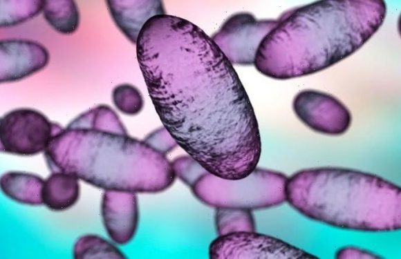 Bubonic plague had long-term effects on immunity – research