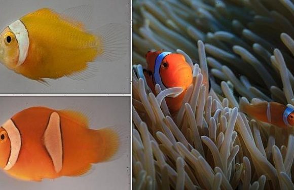 Clownfish stripes develop differently depending on their host anemone