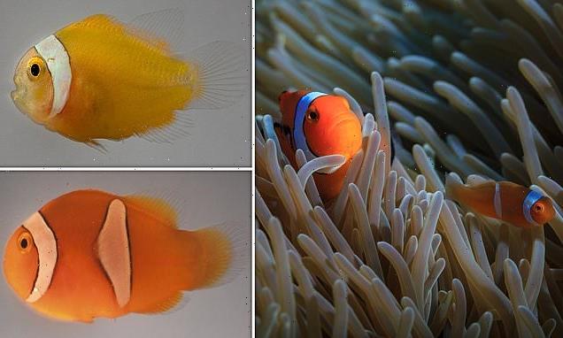 Clownfish stripes develop differently depending on their host anemone