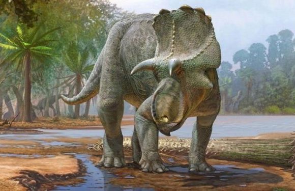 Dinosaur discovery: 82 million-year-old horned beast is the earliest dino of its kind