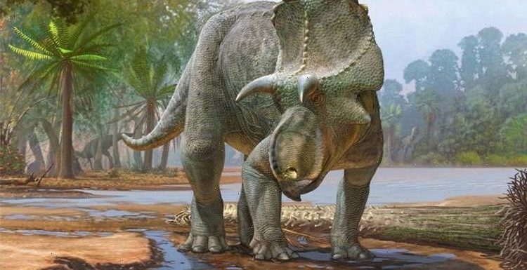 Dinosaur discovery: 82 million-year-old horned beast is the earliest dino of its kind