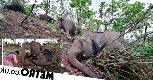 Entire herd of 18 elephants killed during lightning strike in India