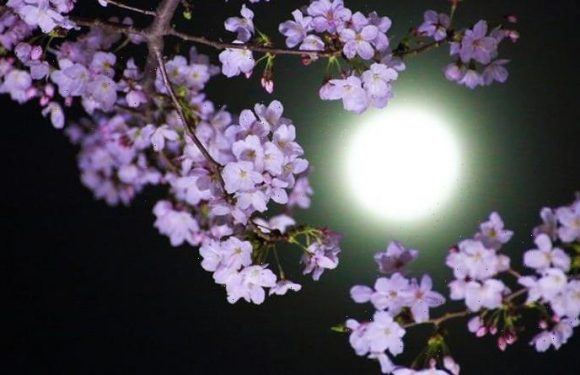 Flower Moon meaning: What is the meaning behind the May Flower Moon’s name?