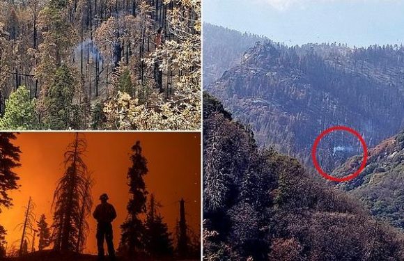 Giant sequoia is still smoking from the California's 2020 Castle Fire