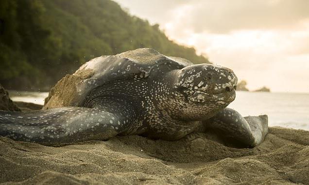 Giant turtles so common in UK they 'should be classed as British'