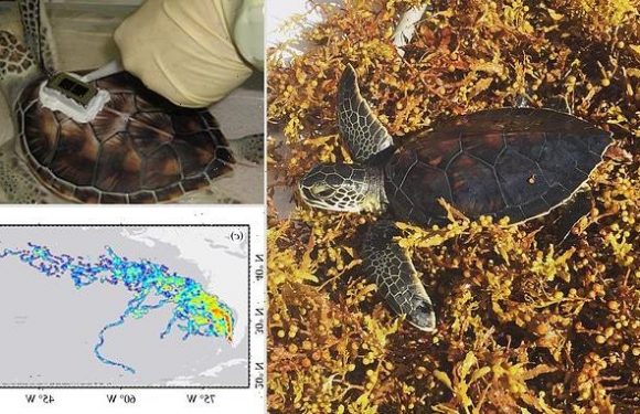 Green sea turtles spend 'lost years' in the Sargasso Sea