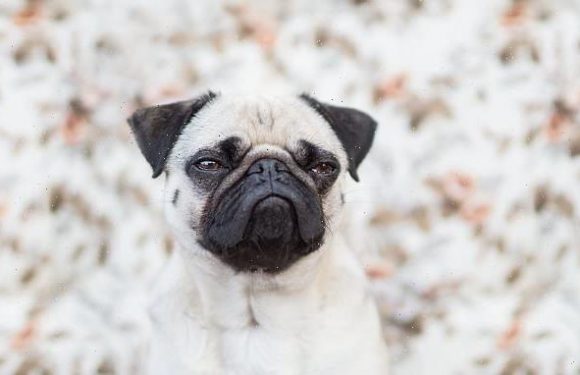 Grumpy dogs learn skills better from a stranger than friendly peers