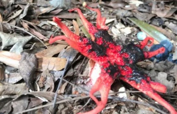 Horrified hiker stumbles across alien creature that ‘smells like rotting flesh’