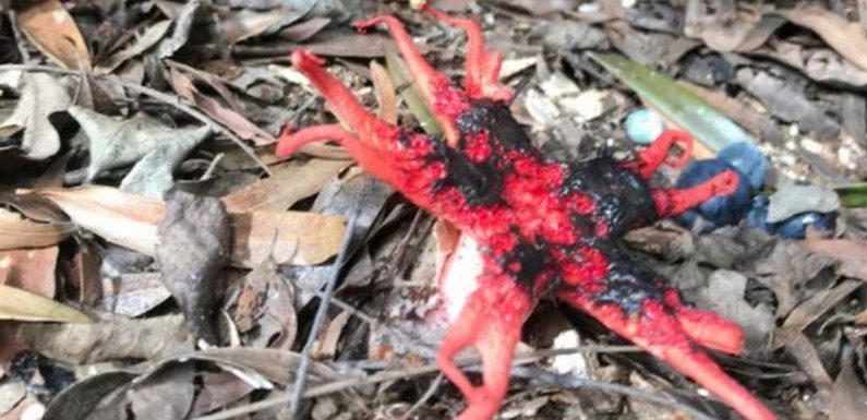 Horrified hiker stumbles across alien creature that ‘smells like rotting flesh’