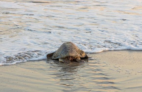 Judge halts Georgia dredging plan over threat to sea turtles