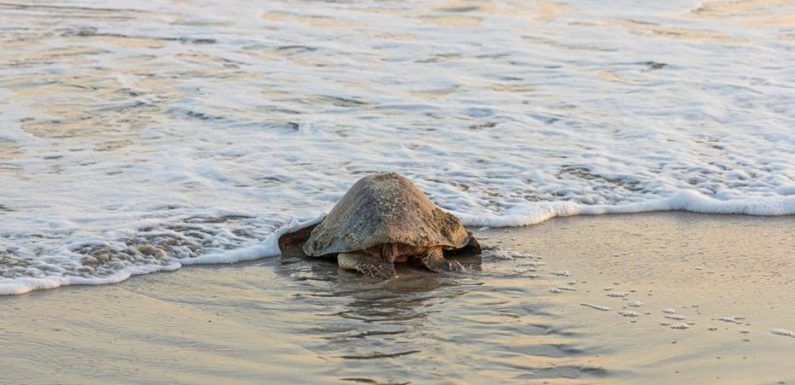 Judge halts Georgia dredging plan over threat to sea turtles